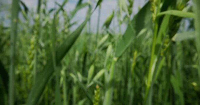Slow motion tracking through oat stalks swaying in rural field under bright daylight, handheld tracking dolly.