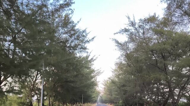 Scenic POV drive along road lined with tall casuarina trees under bright sky