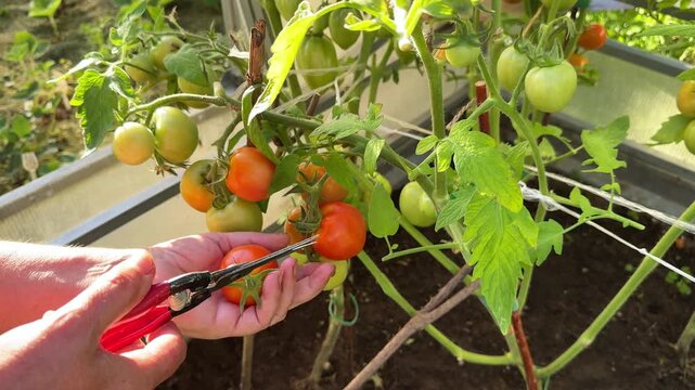 Close up of a gardener cutting a branch of organic ripening tomatoes with pruner scissors inside a greenhouse