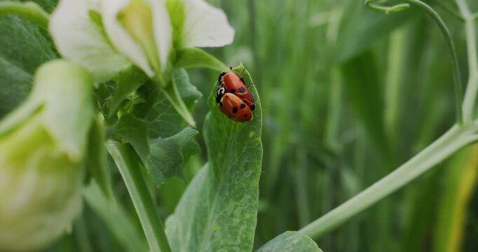 Slow motion macro nature pair of ladybugs mating on green leaf in garden closeup tracking shot.