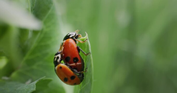 Slow motion macro nature pair of ladybugs mating on green leaf in garden closeup tracking shot.