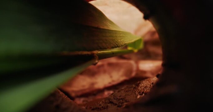 Tracking shot grass blades parting to reveal clay pipe opening in garden soil and pot cavity.
