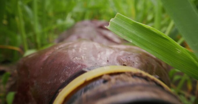 Macro probe lens shot wet brown leaf resting in tall grass outdoors with surrounding vegetation, concept of microplastic pollution.