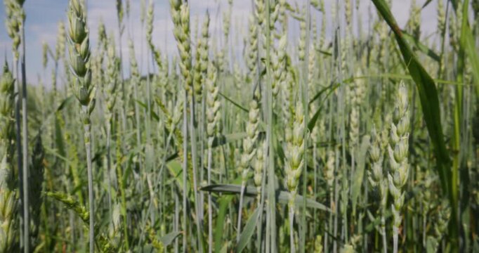 Macro probe lens shot wheat stalks swaying in rural farmland field under sunny sky with closeup pan tracking shot.