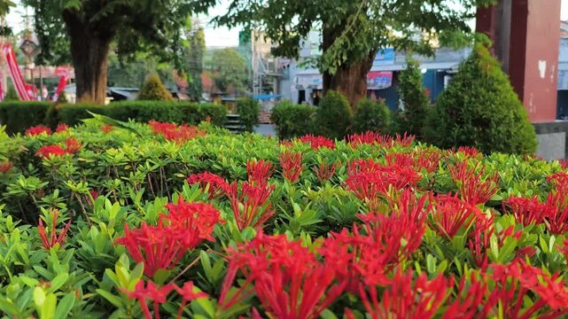 Red ixora flowers blooming in a lush city park under bright natural daylight