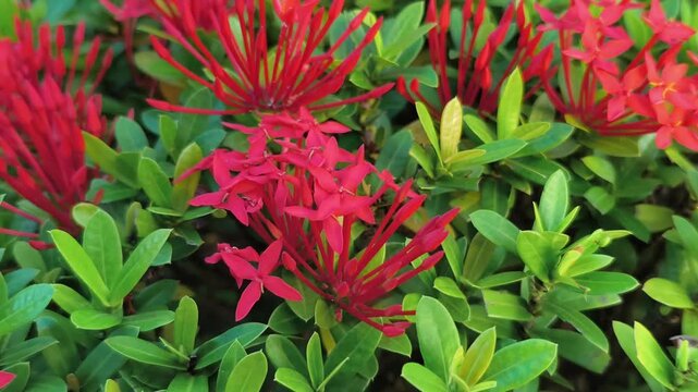 Vibrant red ixora flowers blooming in a lush tropical garden under bright natural daylight