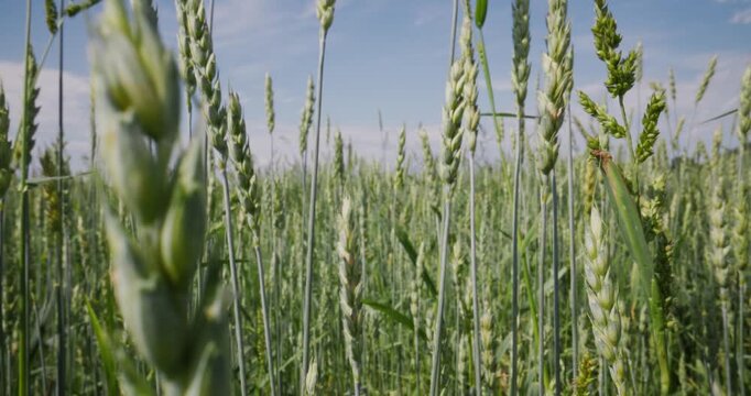 Slow motion wheat stalks swaying through green field under blue sky during daytime summer light.