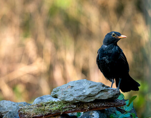 Fototapeta premium Amsel Männchen
