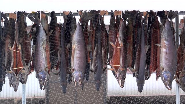 鮭の寒風干しと鮭とば