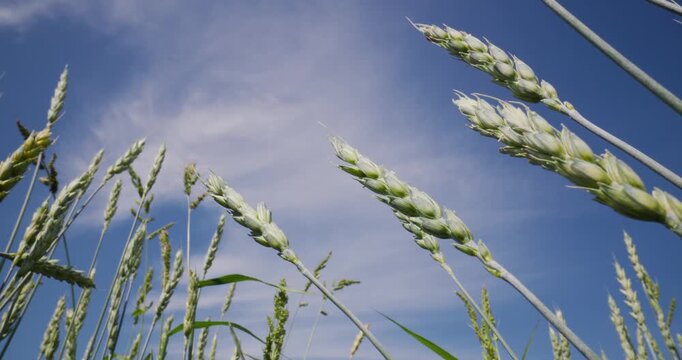 Slow motion wheat and barley heads swaying in open field under blue sky, Macro probe lens shot.