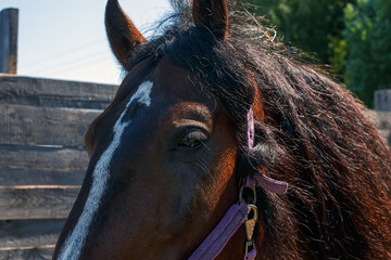 Horse's head in the stable, close-up. © Alexander