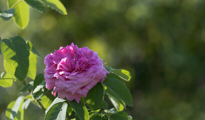 Fototapeta premium Im Garten im Juli ist es so heiß und trocken die schöne alte englische Rose geht es gut im Halbschatten 