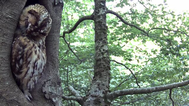Waldkauz (Strix aluco)