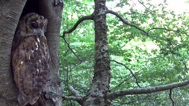 Waldkauz (Strix aluco)