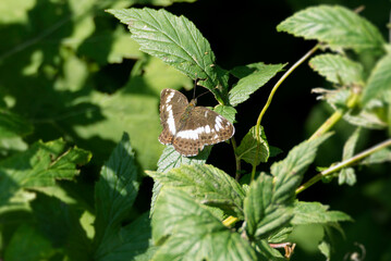 White admiral (Limenitis camilla) butterfly sitting on a green leaf in Saanen, Switzerland © Janine