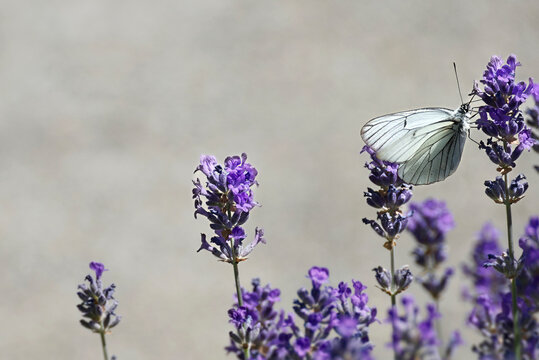 Black-veined white butterfly (Aporia crataegi) perched on lavender in Zurich, Switzerland