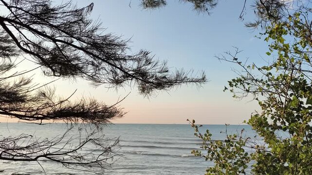 Calm ocean waves viewed through silhouettes of pine trees at golden hour sunset