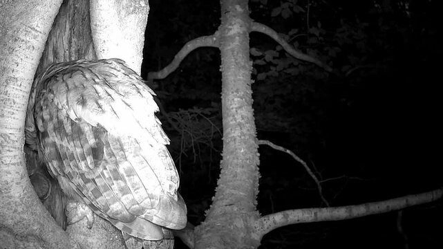 Waldkauz (Strix aluco)
