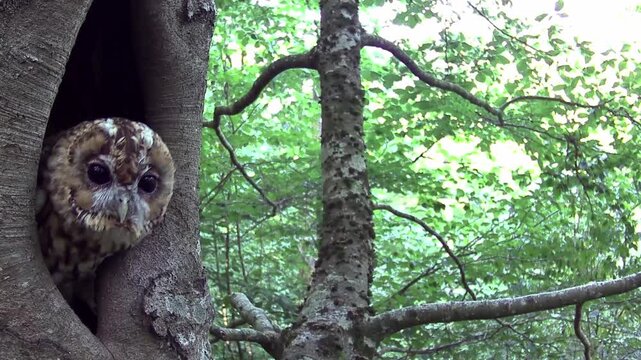 Waldkauz (Strix aluco)