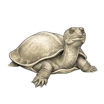 Detailed illustrative drawing of a majestic freshwater turtle with a textured shell depicted in an elegant vintage artistic style on white background