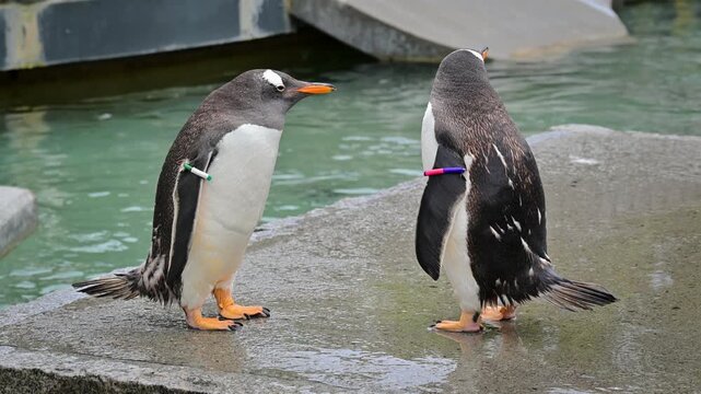 Gentoo penguins (Pygoscelis papua) interacting