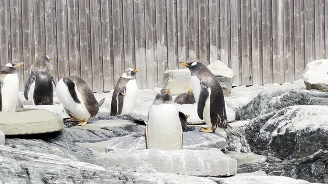 Gentoo penguins (Pygoscelis papua) standing and interacting