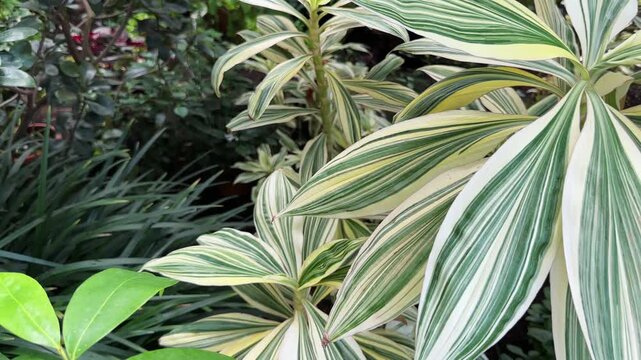 Variegated Song of India Dracaena reflexa grows amidst lush jungle foliage in botanical garden. Striped green and white leaves stand out against dark rainforest background. Scenic landscape