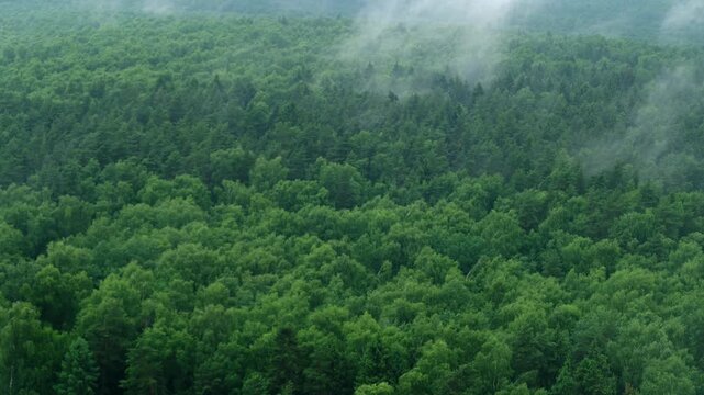 Dense green woodland covered in soft morning mist, time lapse. Natural landscape with fresh foliage and atmospheric fog, timelapse.