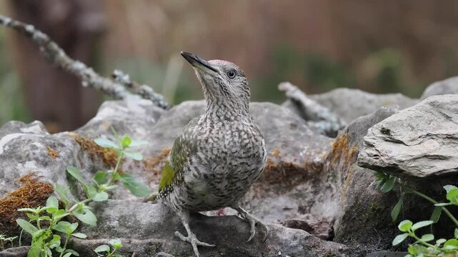 Gr&uuml;nspecht im Jugendkleid (Picus viridis