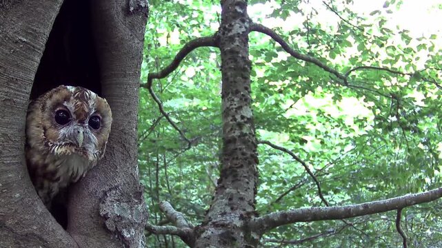 Waldkauz (Strix aluco)