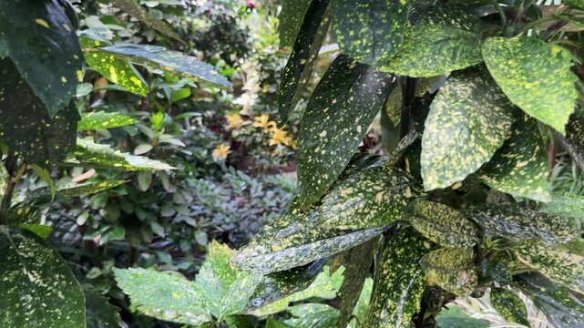 Gold Dust Plant Aucuba japonica Variegata displays yellow speckled green leaves in tropical garden. Spotted laurel foliage creates vibrant natural pattern inside botanical greenhouse.