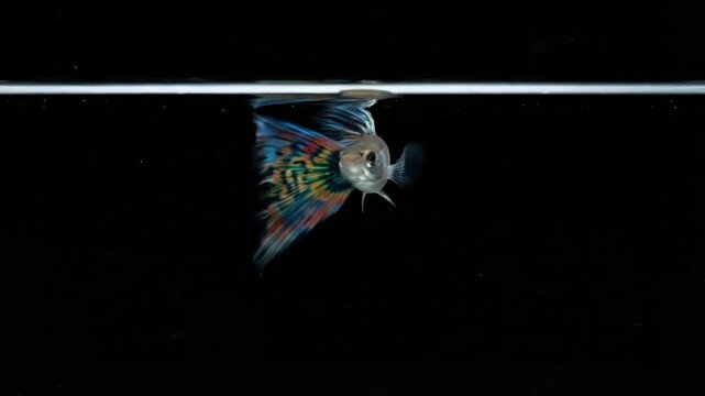 Guppy fish swimming gracefully in clear aquarium water captured as a vibrant motion clip featuring beautiful colorful tail patterns today