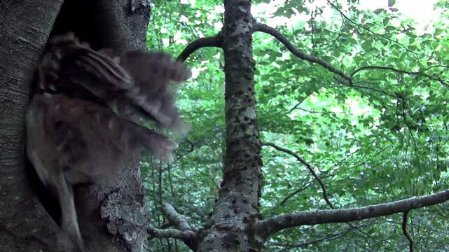 Waldkauz (Strix aluco)