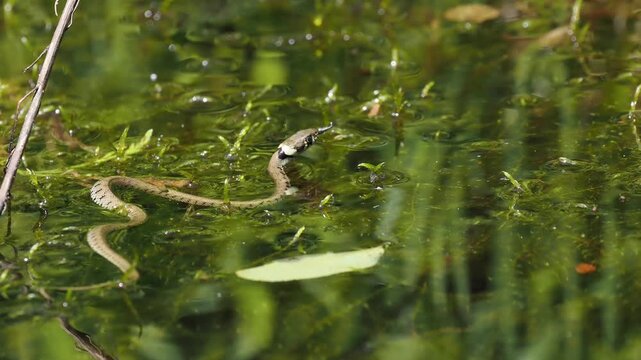 Barren-Ringelnatter im Teich (Natrix helvetica)