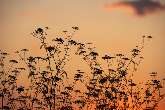 Atmospheric silhouette of wild umbellifer plants against a gradient golden hour sunset sky