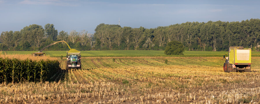 Modern forage harvester combiner harvesting silage maize corn tractor trailer corn field warm sunny autumn morning with overcast cloudy sky. Heavy agricultural machinery work. Livestock feeding corn