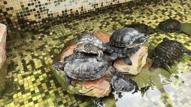 Group of red eared slider turtles resting on rocks inside zoo pond. Aquatic reptiles stack together while one swims in clear mosaic pool water. High angle perspective details turtle shell