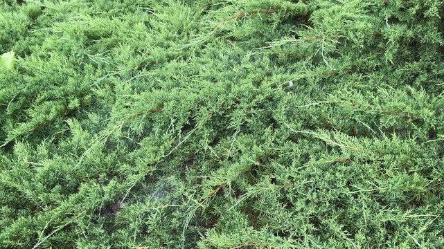Dense ground cover of Eastern redcedar juniper bushes sways outdoors. Evergreen foliage of Juniperus virginiana forms thick green textured mat in botanical park. Close perspective frames