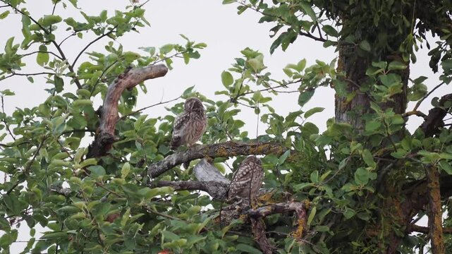Fl&uuml;gger, junger Steinkauz (Athene noctua)