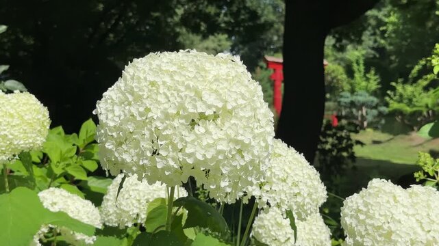 Lush snowball hydrangea blooms densely in sunlit botanical park. Large white Hydrangea arborescens Annabelle globes stand out against dark greenery. Close view details spherical cluster..