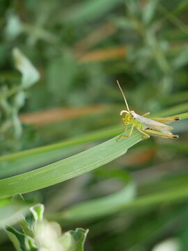 A light green grasshopper is perched on a blade of grass with its antennae extended.