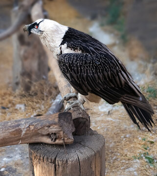 Bearded vulture (lammergeier) with distinctive facial bristles in a mountain habitat