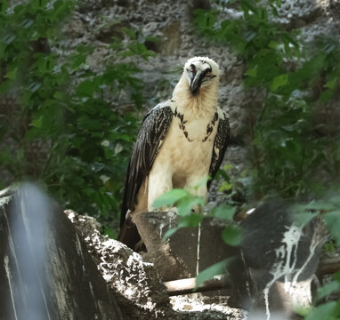 Bearded vulture (lammergeier) with distinctive facial bristles in a mountain habitat
