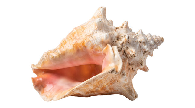 Large pink queen conch shell marine mollusk specimen isolated on transparent background png studio shot.