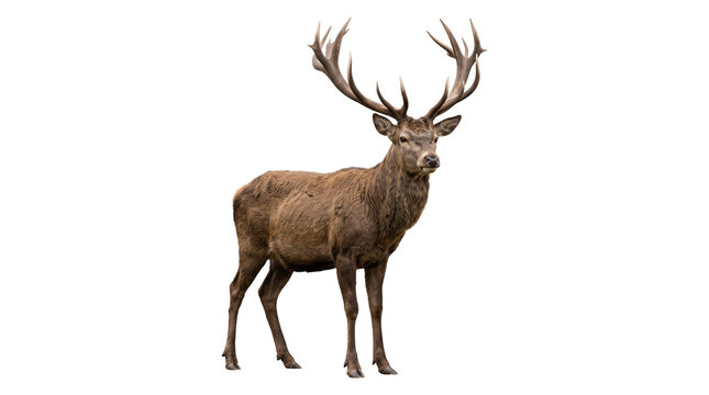 Red deer stag with large antlers standing isolated on transparent background png realistic wildlife elk.