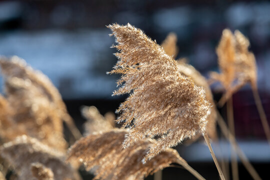 Wind Blown Spring Afternoon Invasive Phragmites