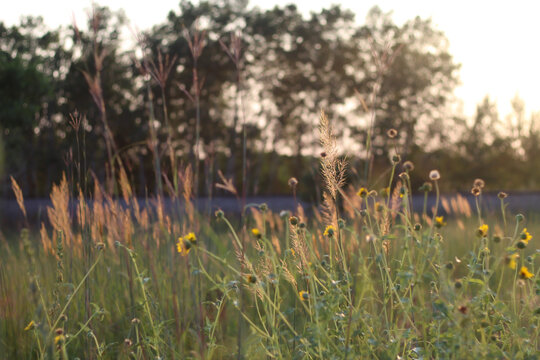 a sunny, wildflower-filled landscape reminiscent of native tallgrass prairies with railroad tracks in the background.