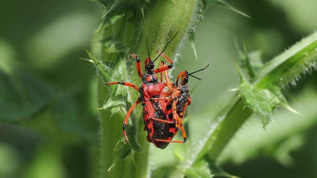 Rote Mordwanze Kopulation (Rhynocoris iracundus)