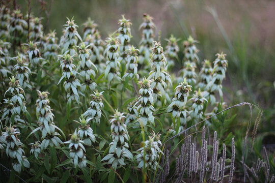 Spotted Beebalm (Monarda punctata), a native North American perennial known for its stacked, whorled flower spikes. environment background