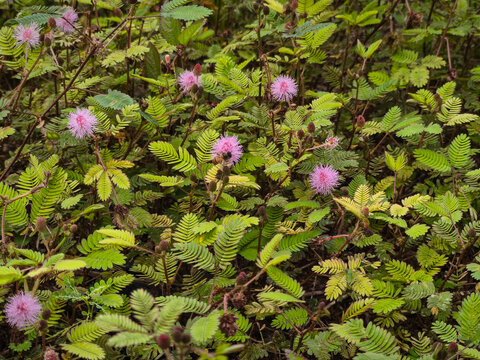 Sensitive Blush - Mimosa Pudica Blooming in the Wild